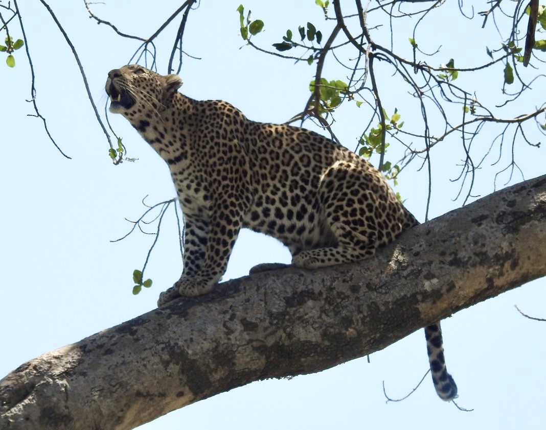 African Leopard - ML642052703