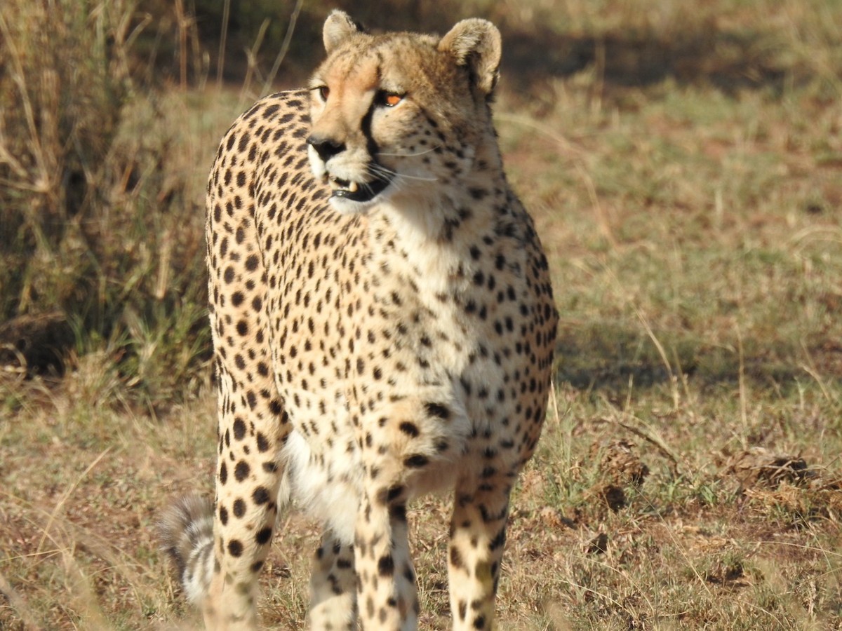 Cheetah - ML642052704