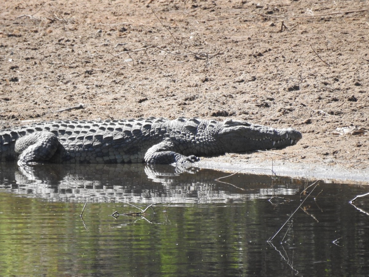 Nile Crocodile - ML642052707