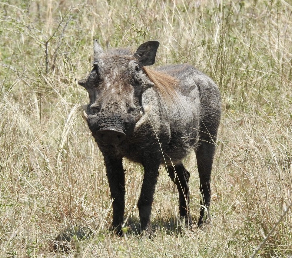 Common Warthog - ML642052709