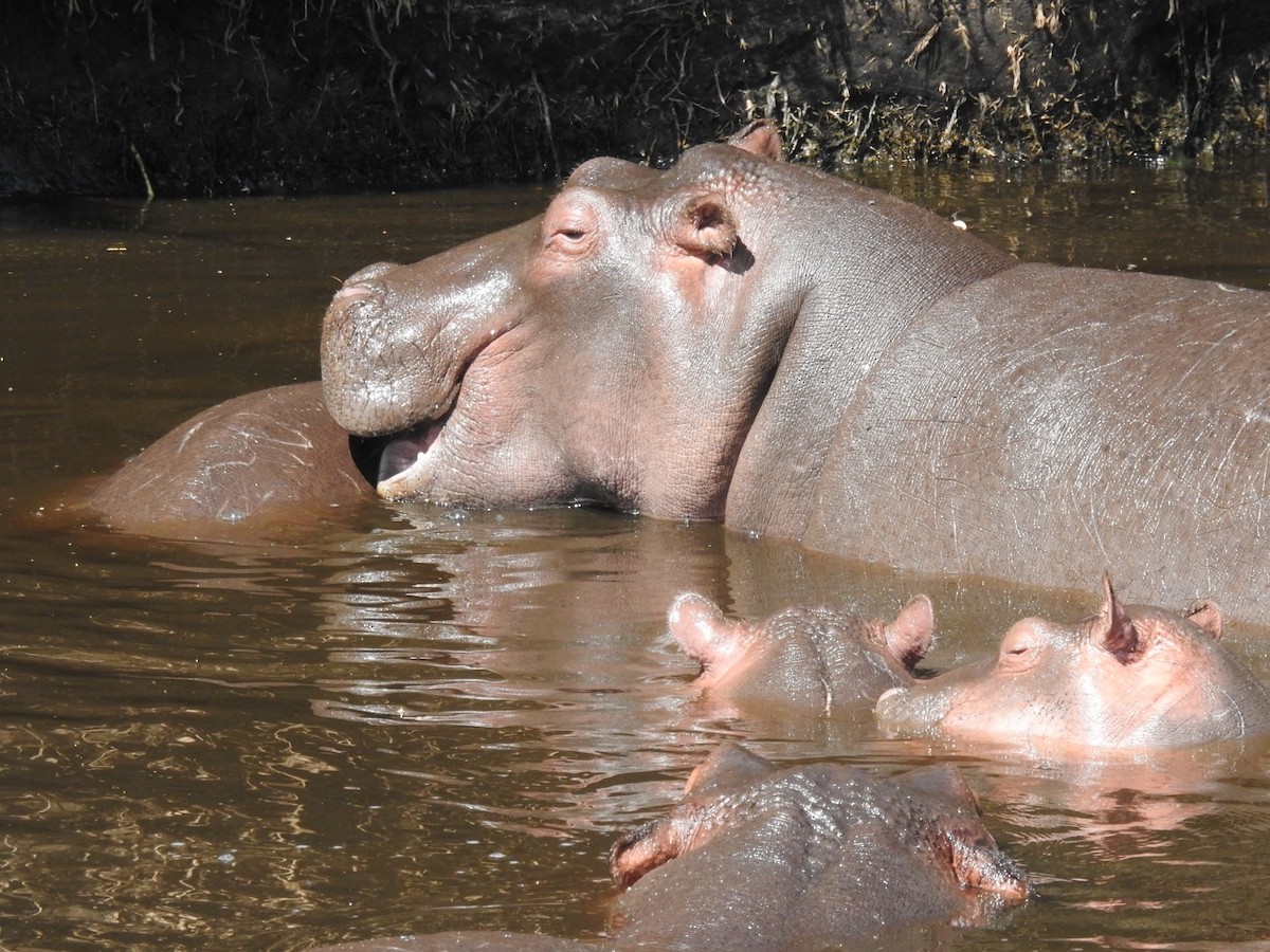 Common Hippopotamus - ML642052710