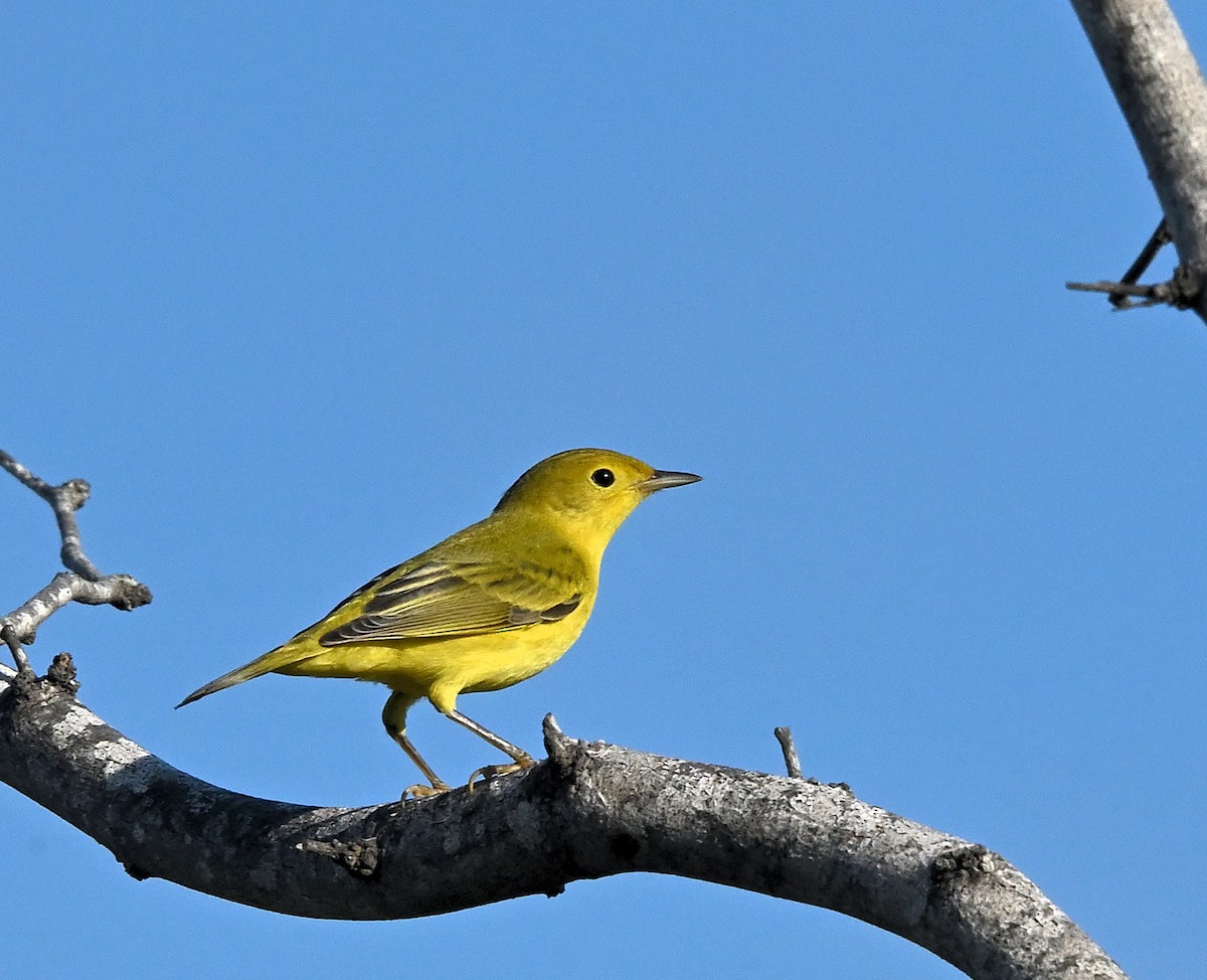 Yellow Warbler - ML642052716