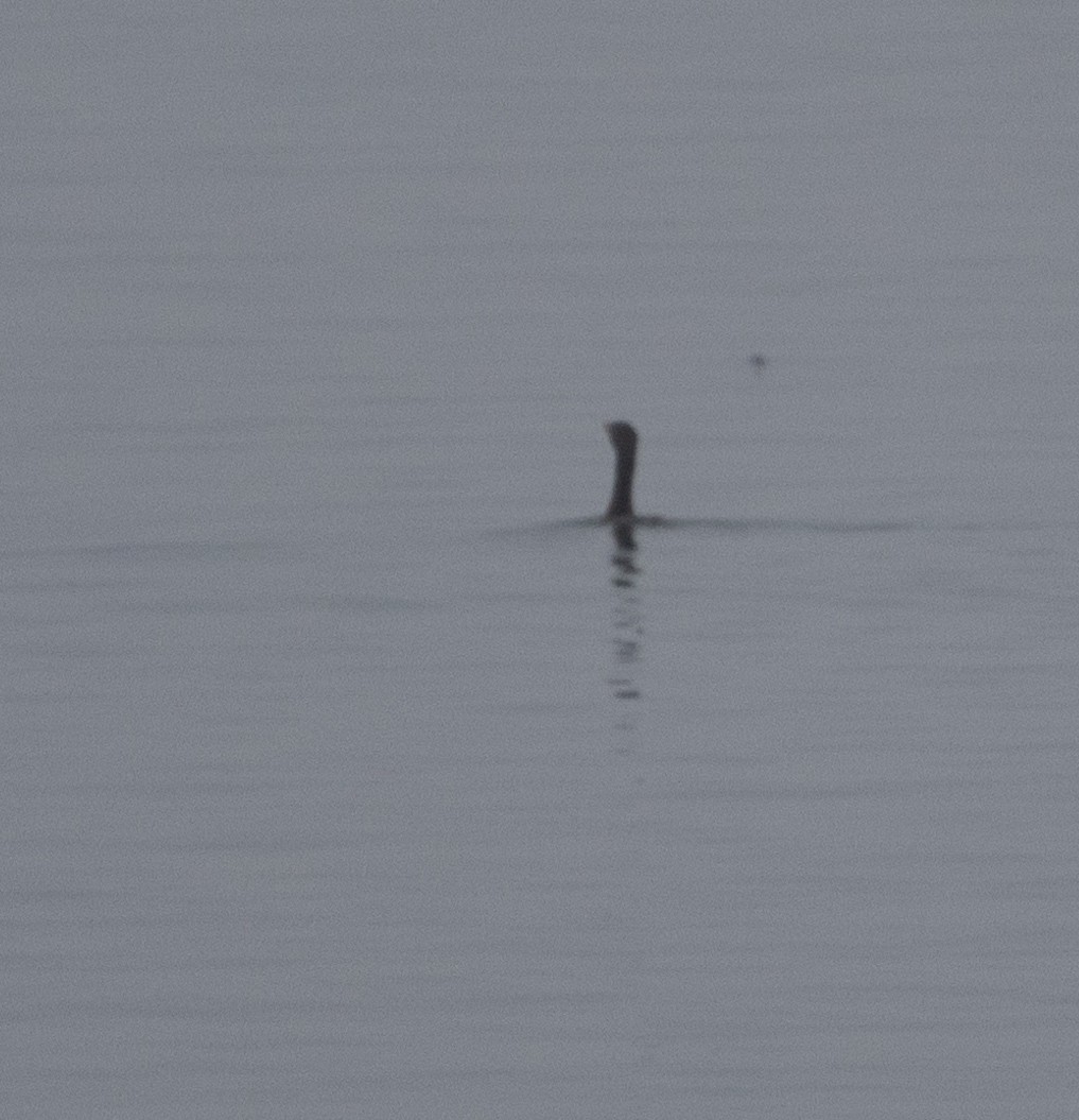 Double-crested Cormorant - ML642052731
