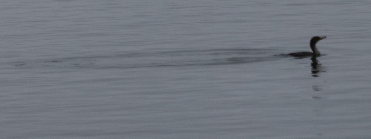 Double-crested Cormorant - ML642052732