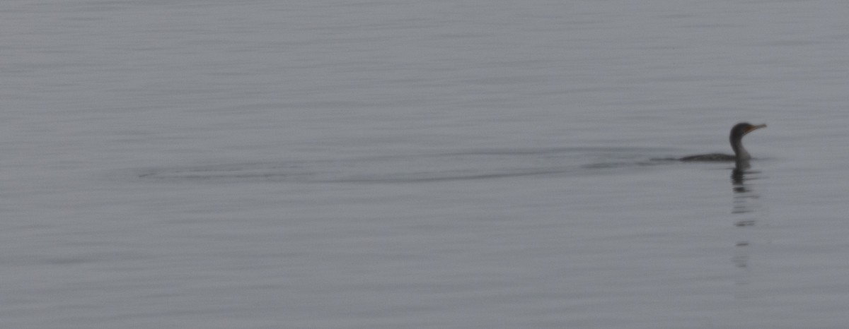 Double-crested Cormorant - ML642052733