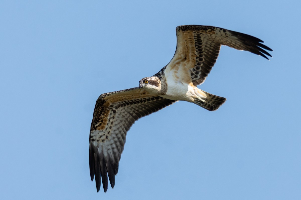 Osprey - ML642052735