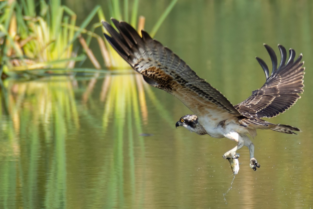 Osprey - ML642052738