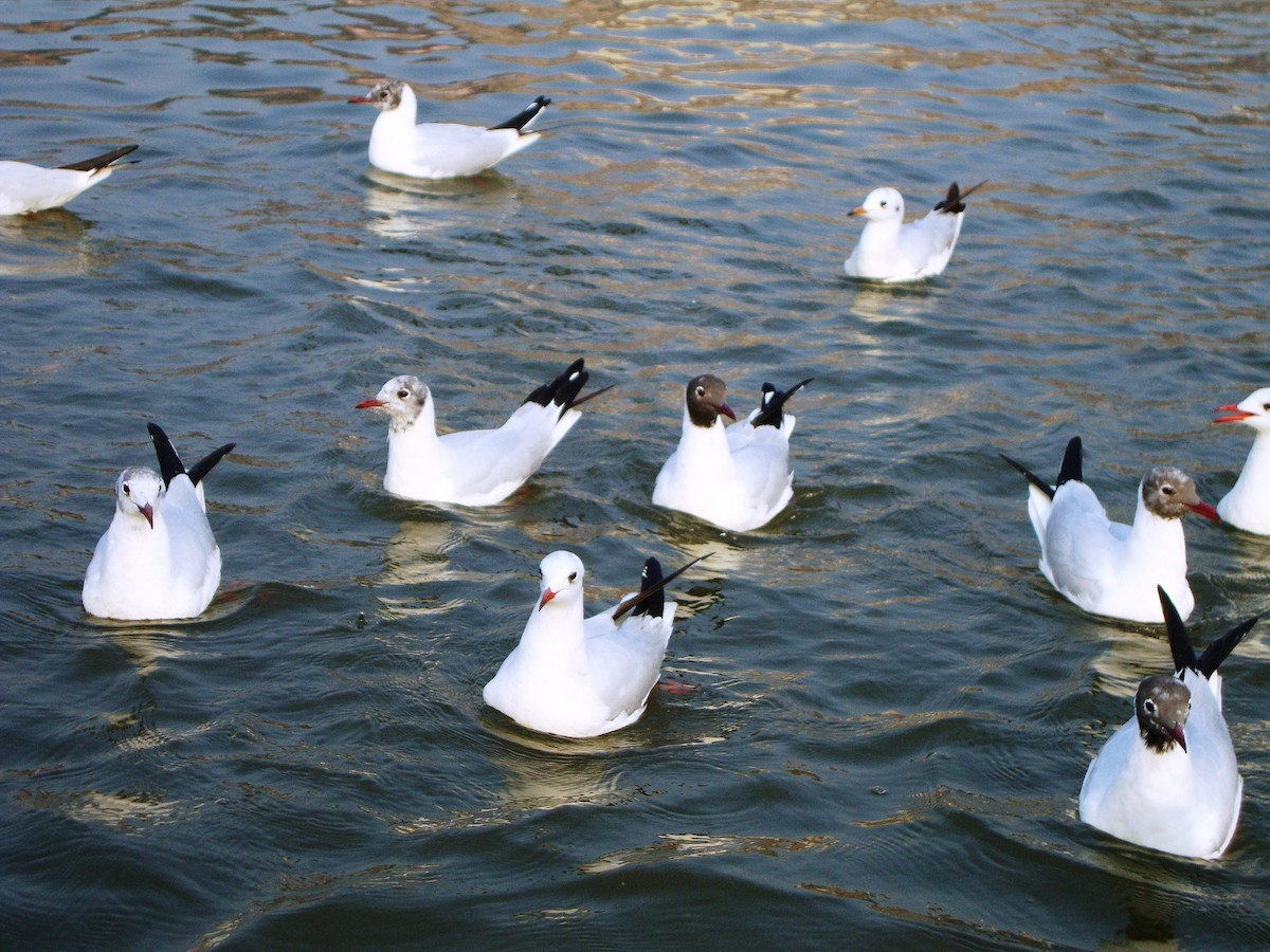 Black-headed/Brown-headed Gull - ML642052743