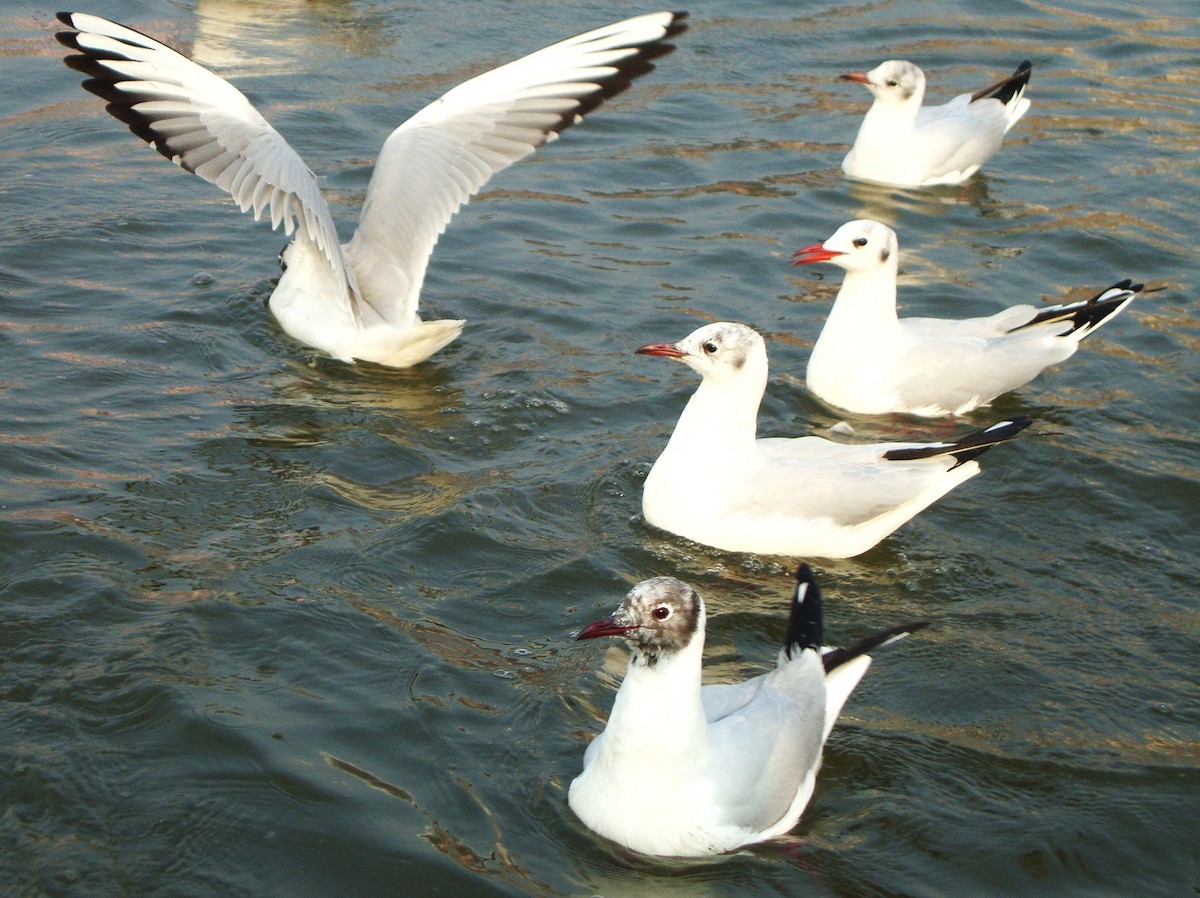 Black-headed/Brown-headed Gull - ML642052744