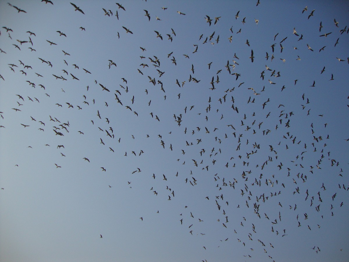 Black-headed/Brown-headed Gull - ML642052745