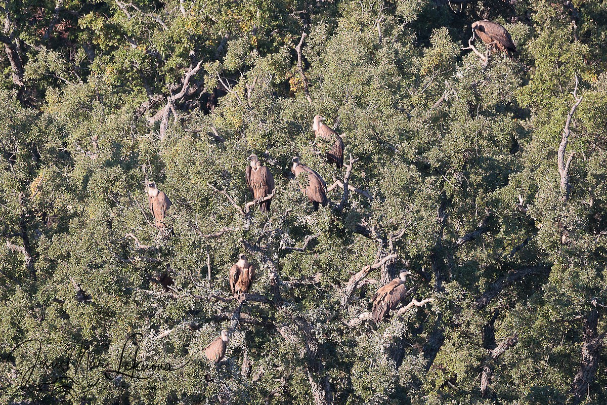 Eurasian Griffon - ML642052747