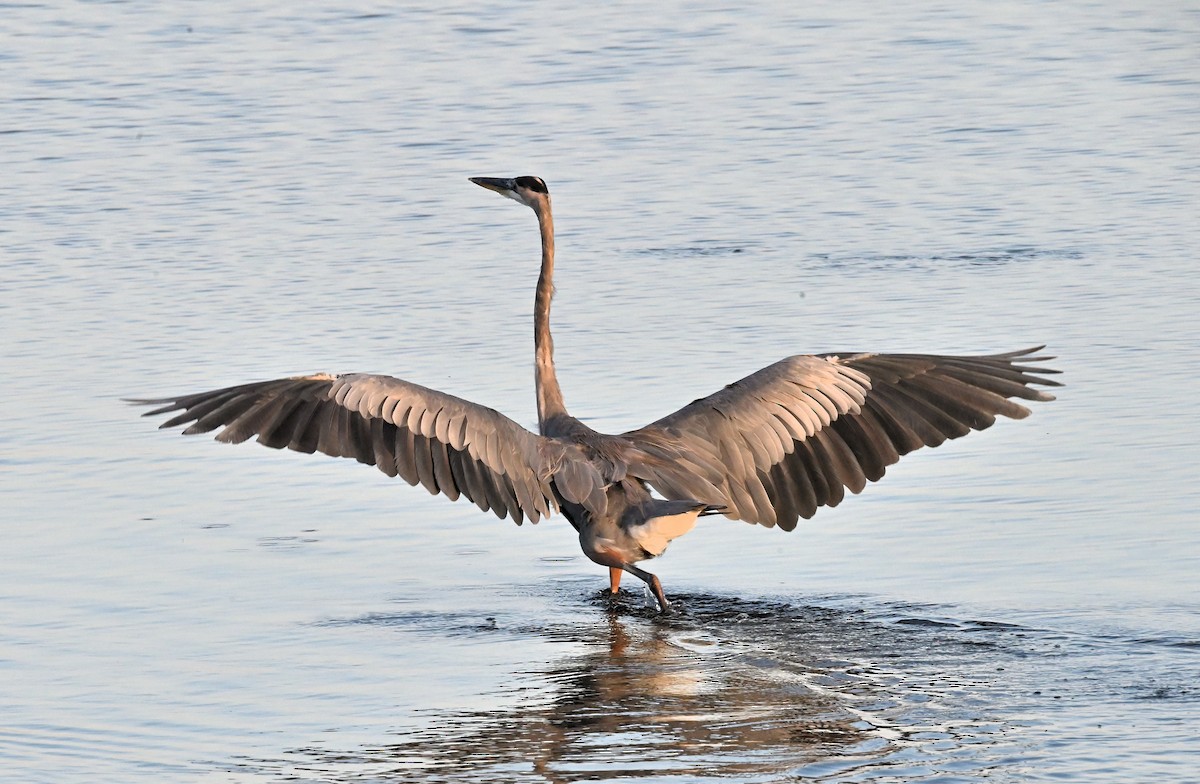 Great Blue Heron - ML642052749