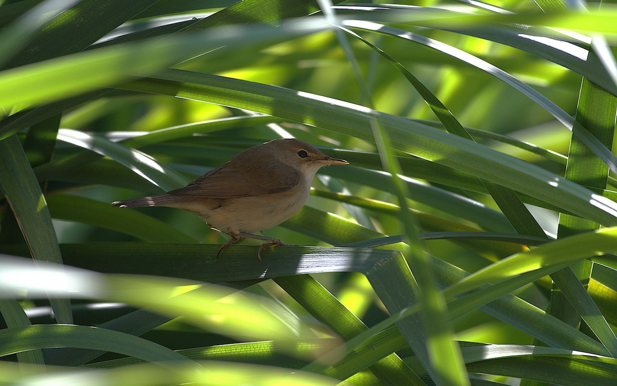 Common Reed Warbler - ML642052763