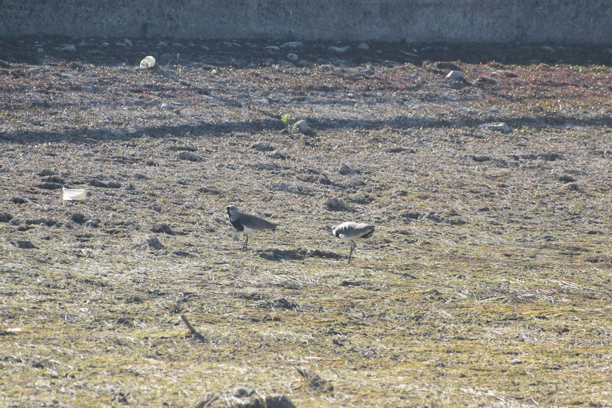Southern Lapwing - ML642052765