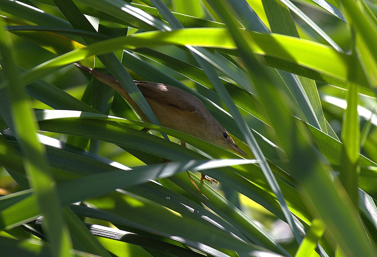 Common Reed Warbler - ML642052768