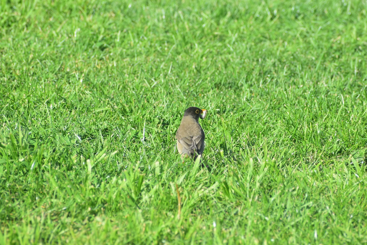 Austral Thrush - ML642052772