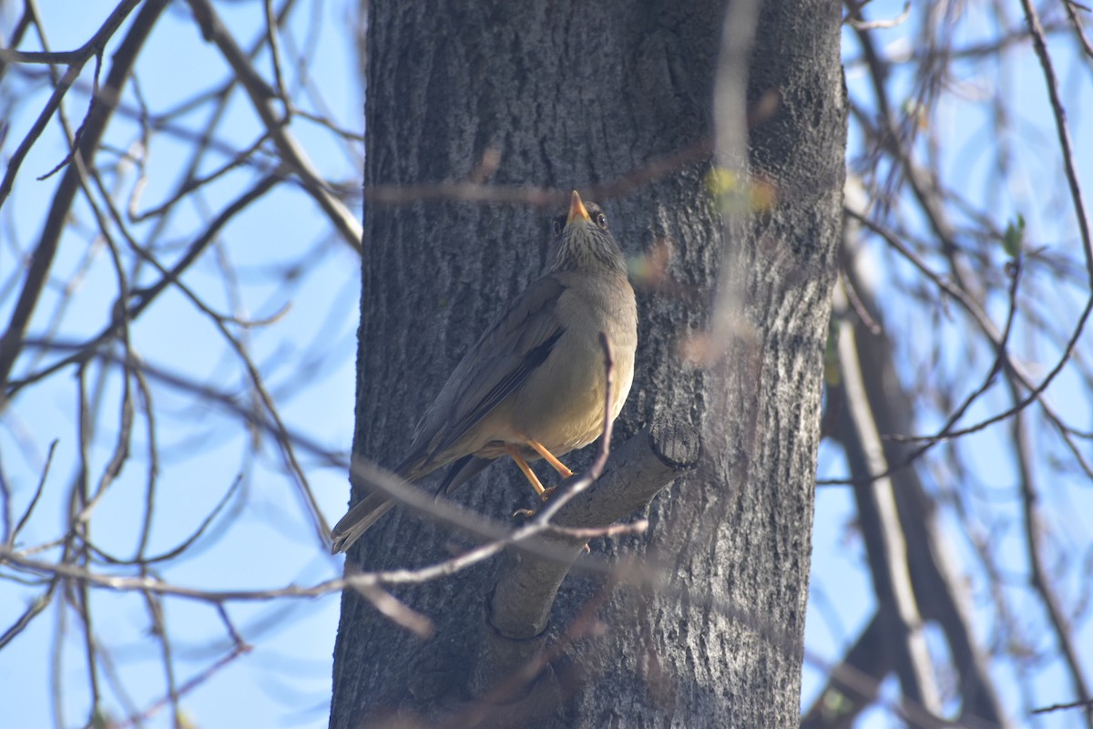 Austral Thrush - ML642052773