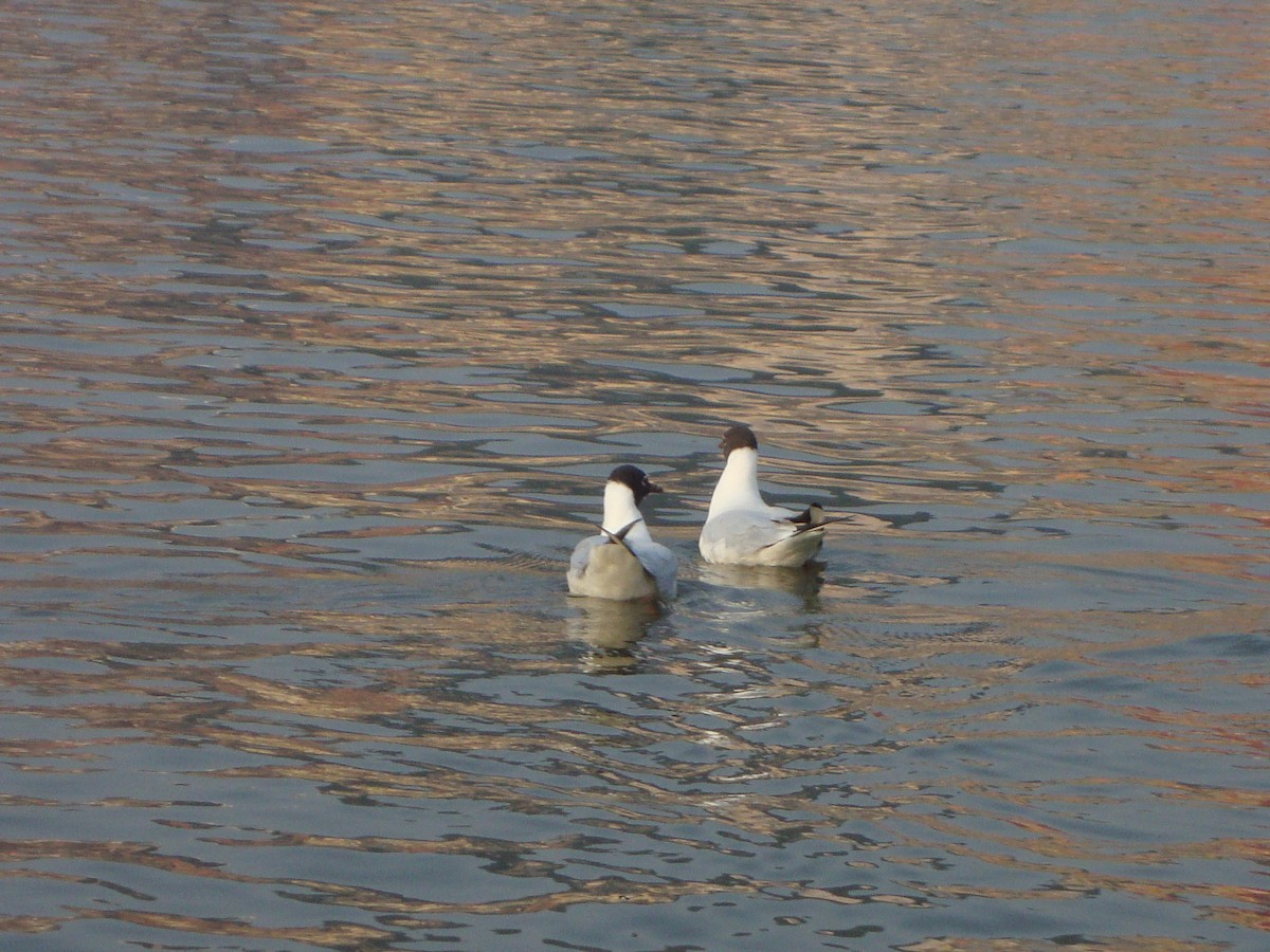 Black-headed/Brown-headed Gull - ML642052776