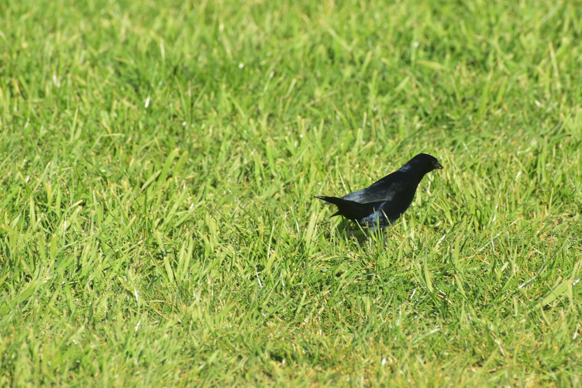 Shiny Cowbird - ML642052780