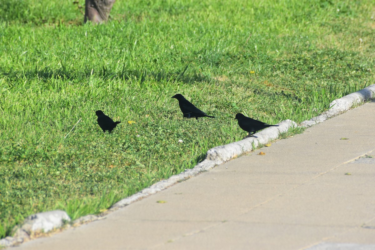 Shiny Cowbird - ML642052781