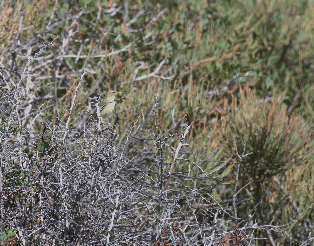 Willow Warbler - ML642052785
