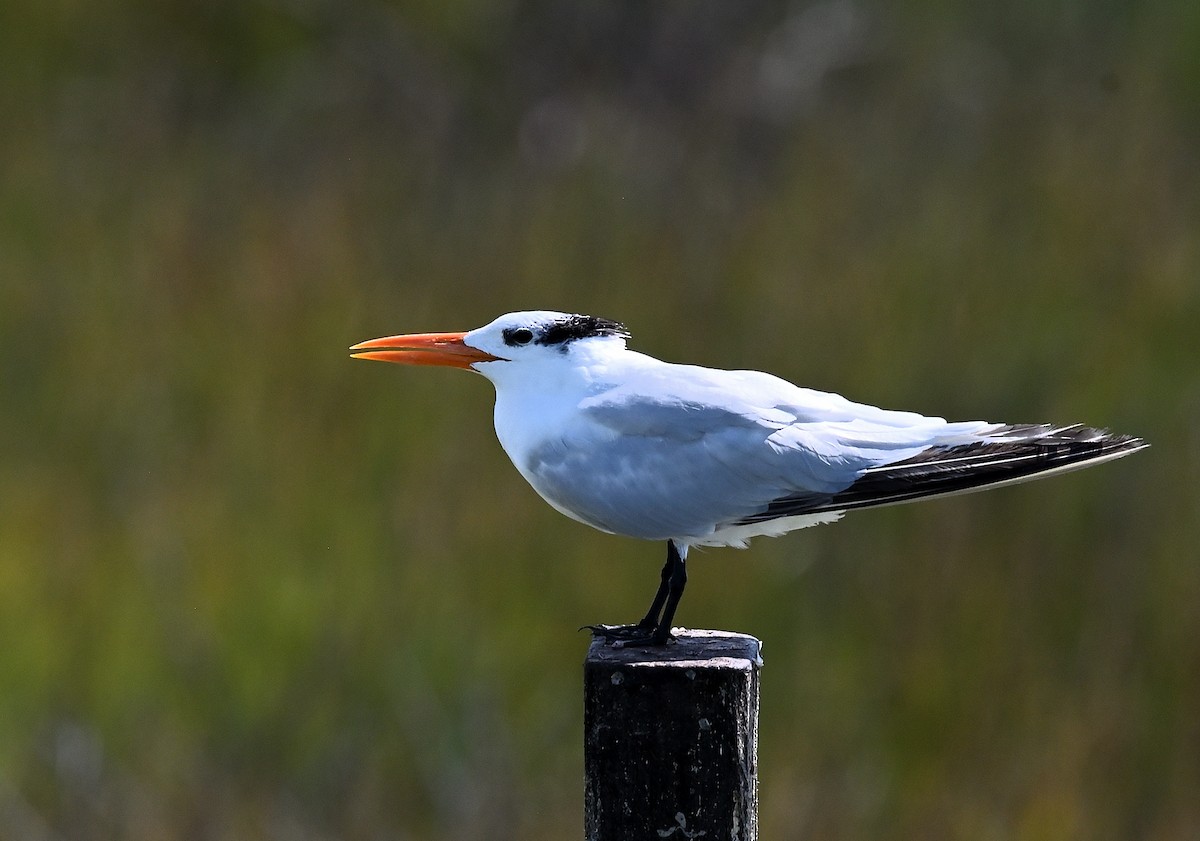 Royal Tern - ML642052792