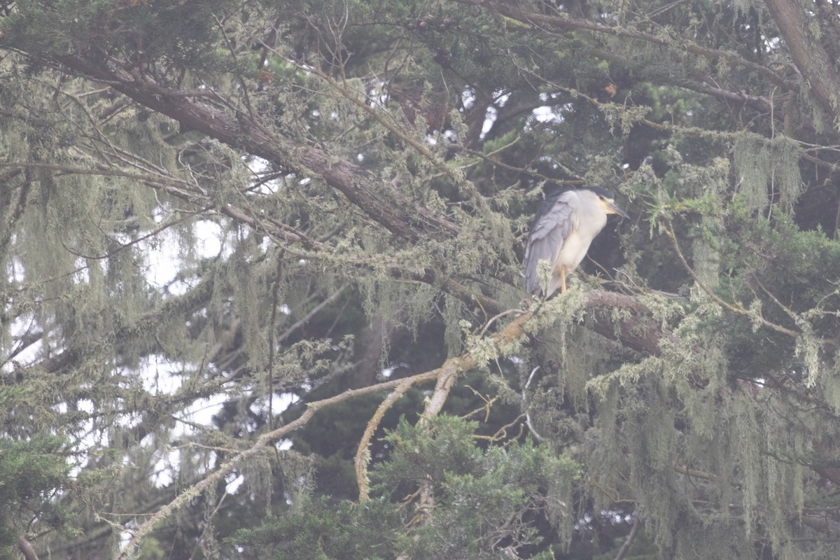 Black-crowned Night Heron - ML642052795