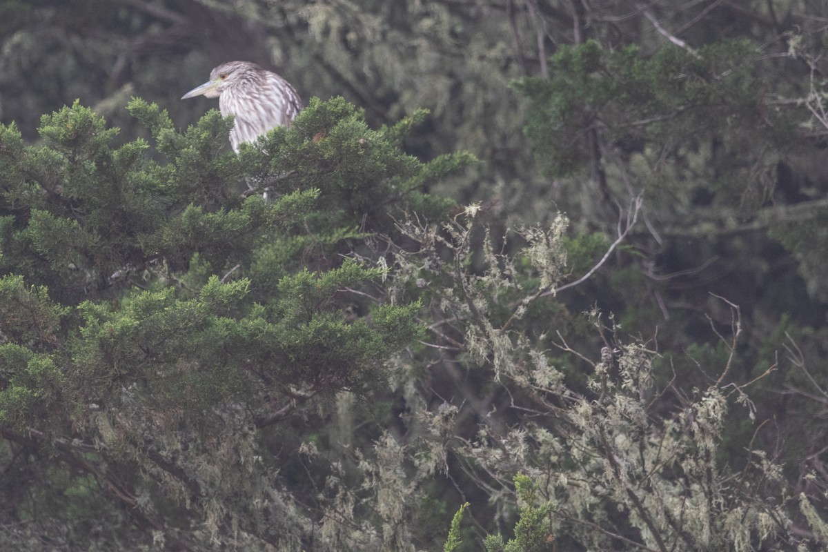 Black-crowned Night Heron - ML642052796