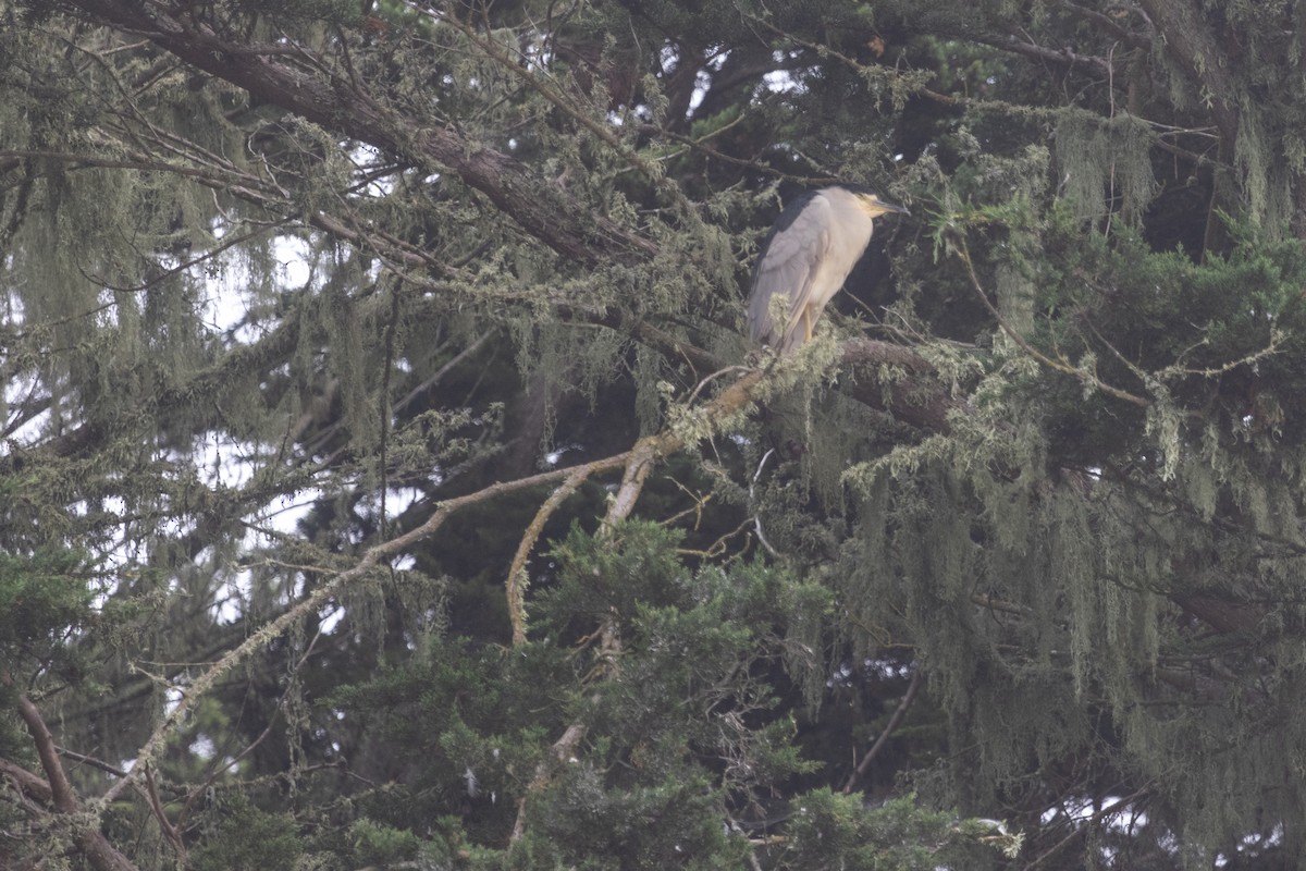 Black-crowned Night Heron - ML642052797
