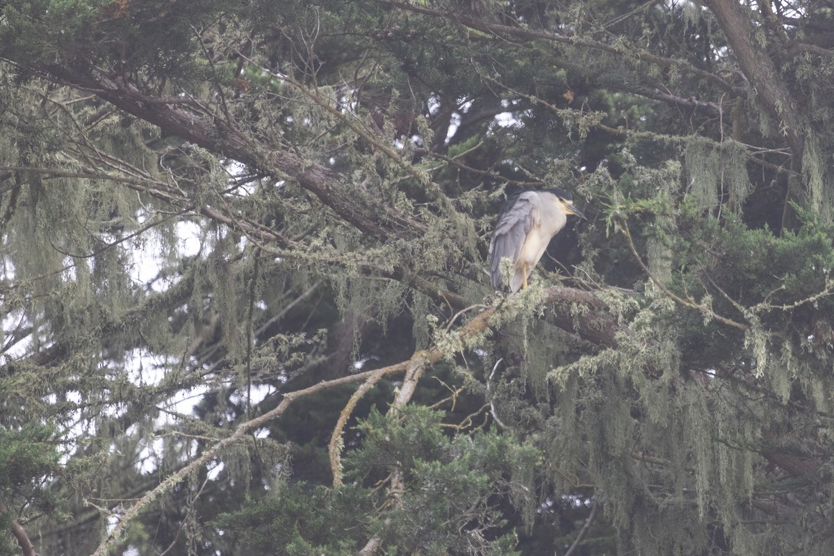 Black-crowned Night Heron - ML642052798