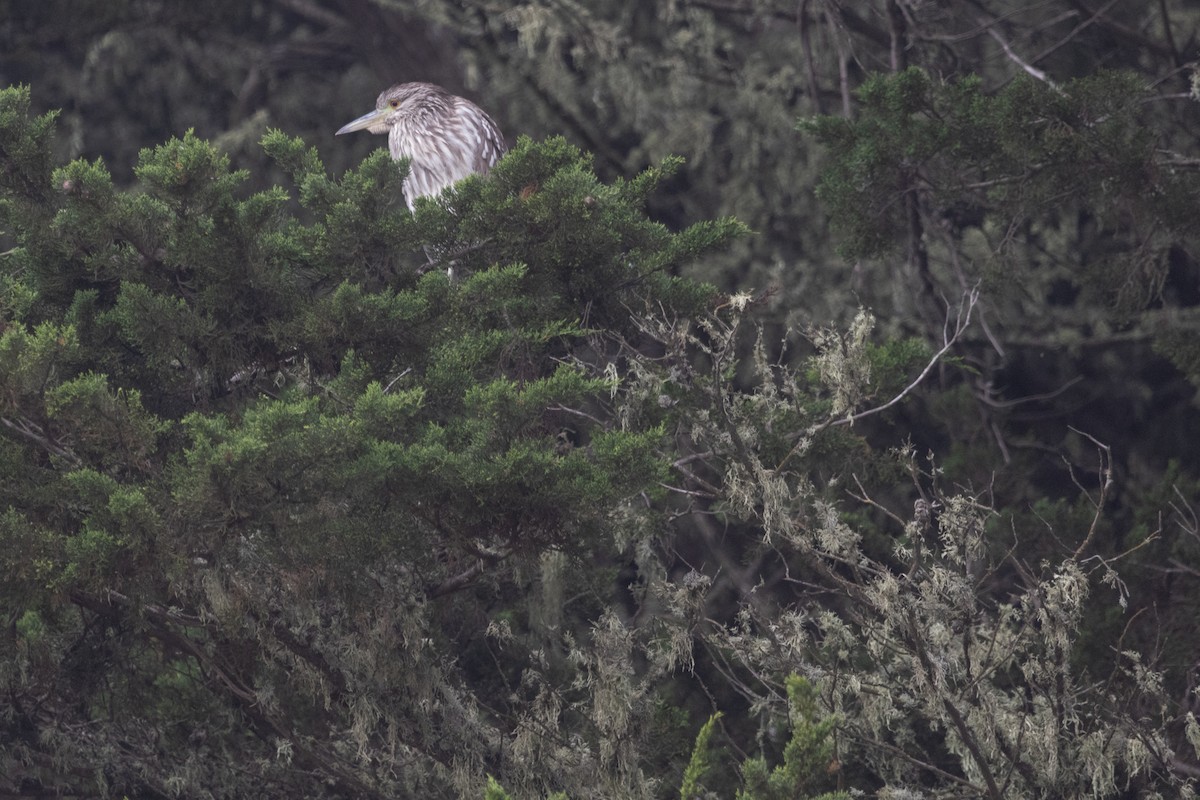 Black-crowned Night Heron - ML642052799