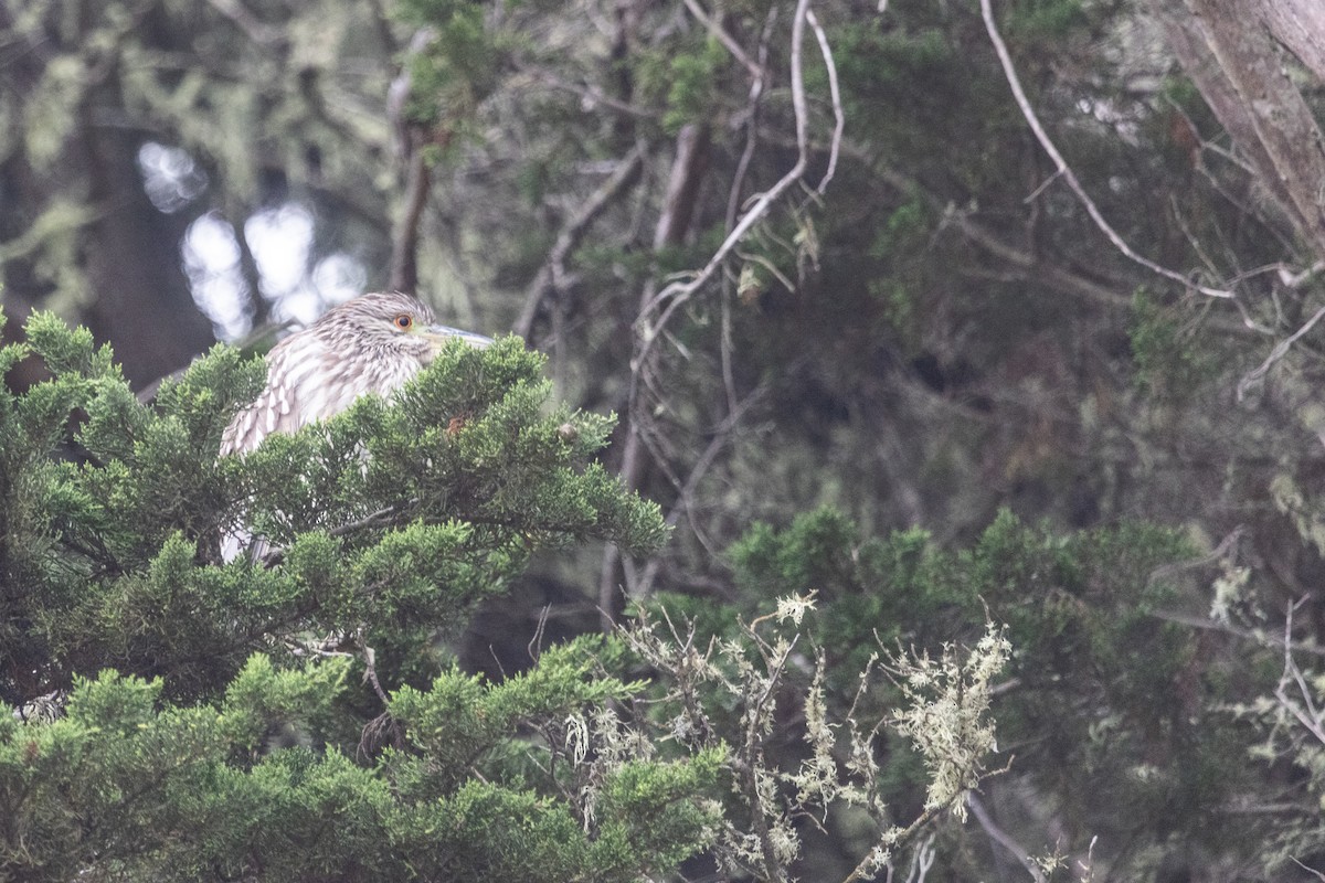 Black-crowned Night Heron - ML642052800