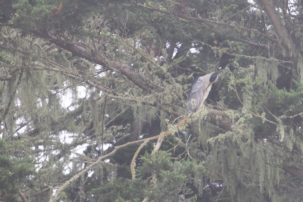 Black-crowned Night Heron - ML642052801