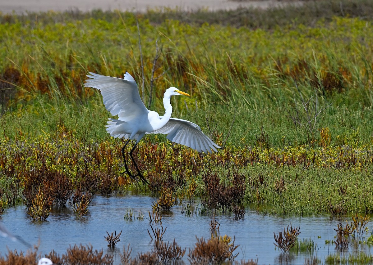 Great Egret - ML642052805