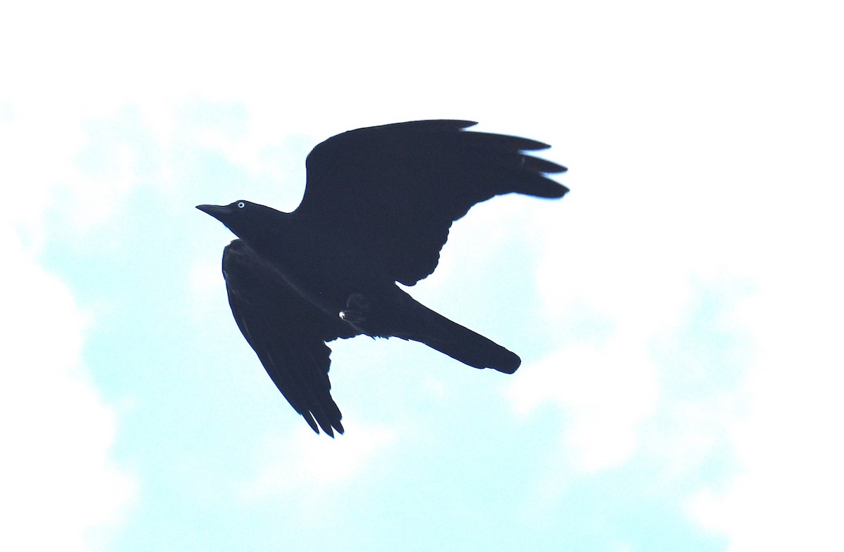 Torresian Crow - ML642052807