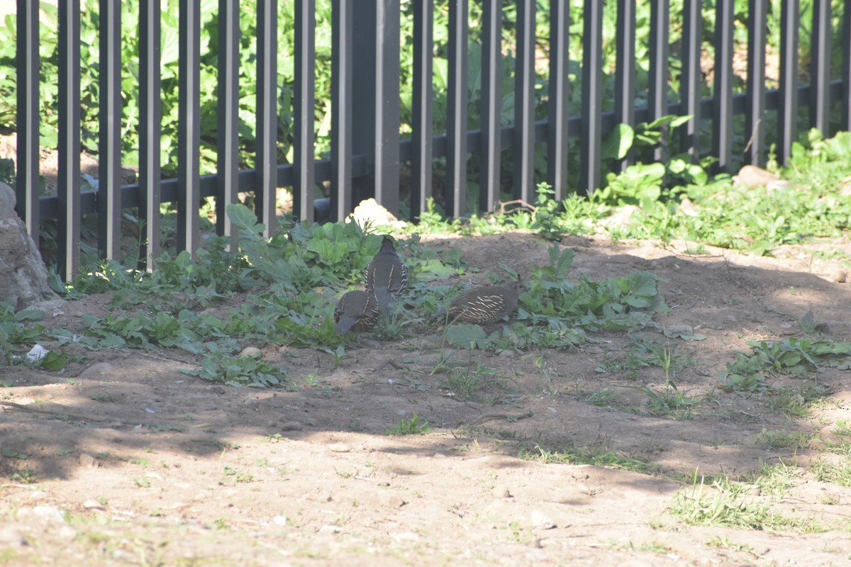 California Quail - ML642052808