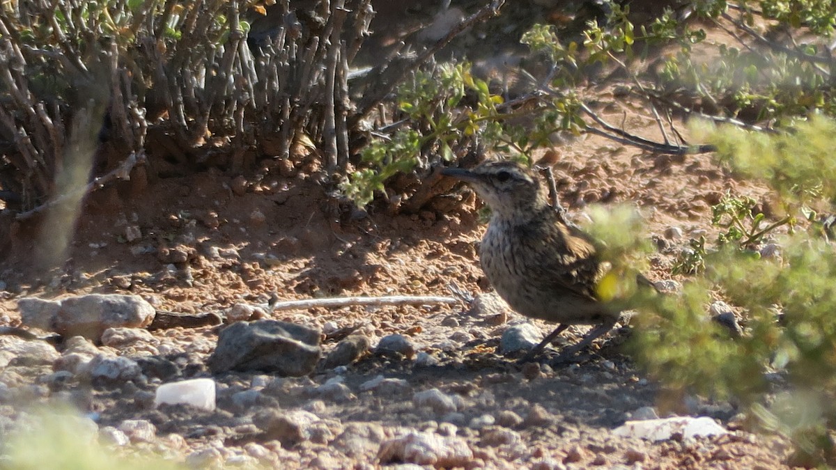 Alouette du Namaland (groupe subcoronata) - ML642052815