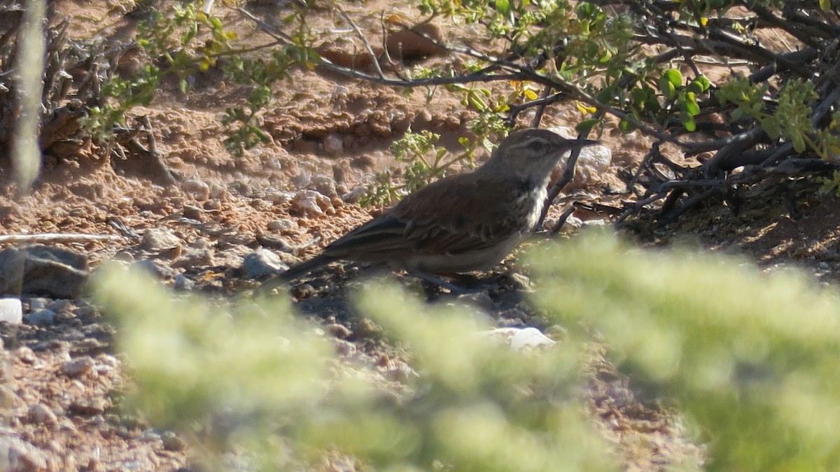 Karoo Long-billed Lark (Karoo) - ML642052816