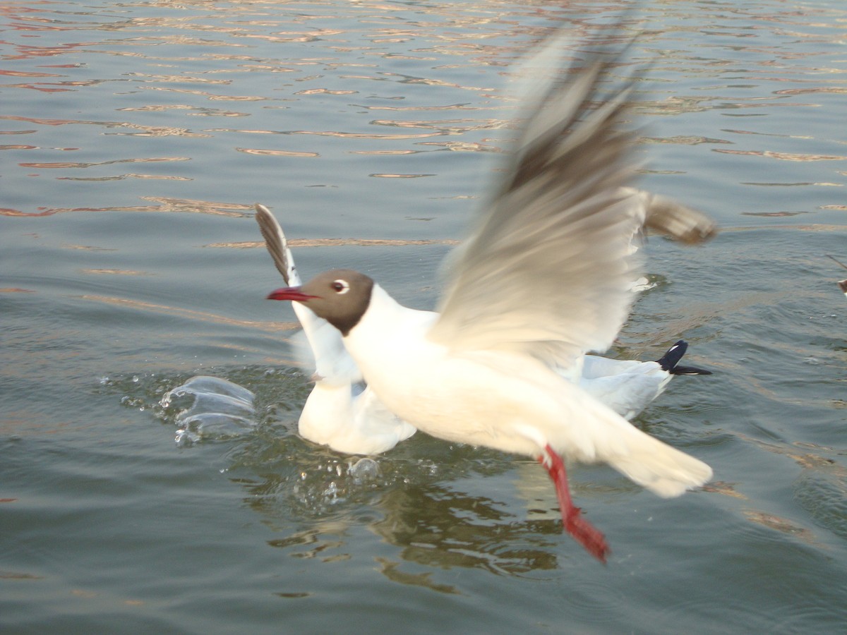 Black-headed/Brown-headed Gull - ML642052818
