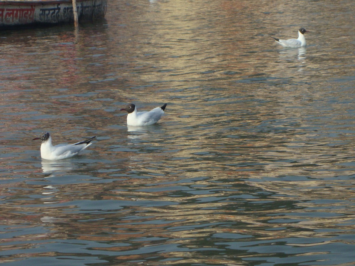 Black-headed/Brown-headed Gull - ML642052819