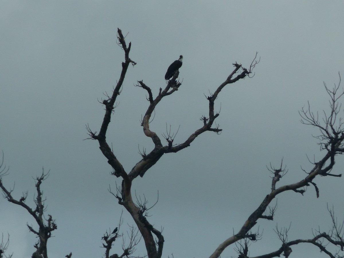 African Woolly-necked Stork - ML642052820