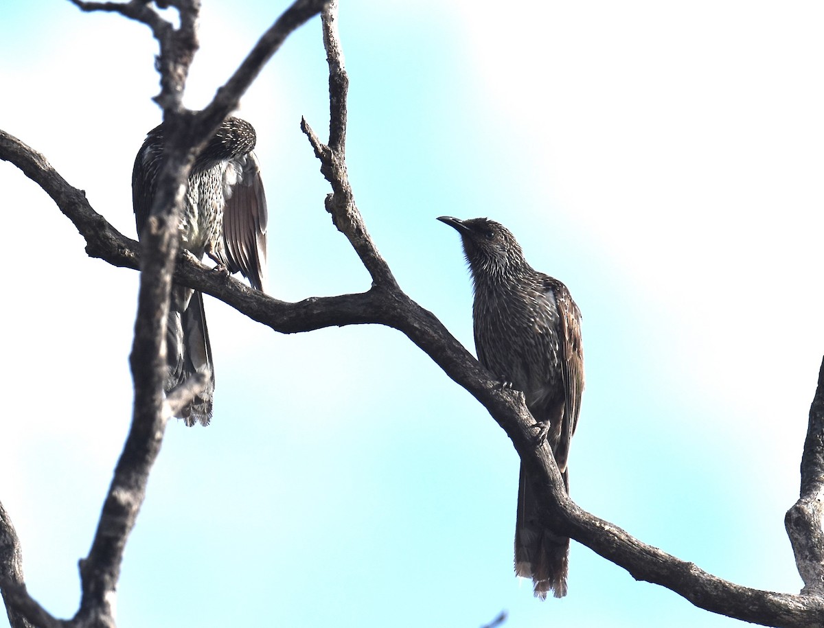Australasian Figbird - ML642052821