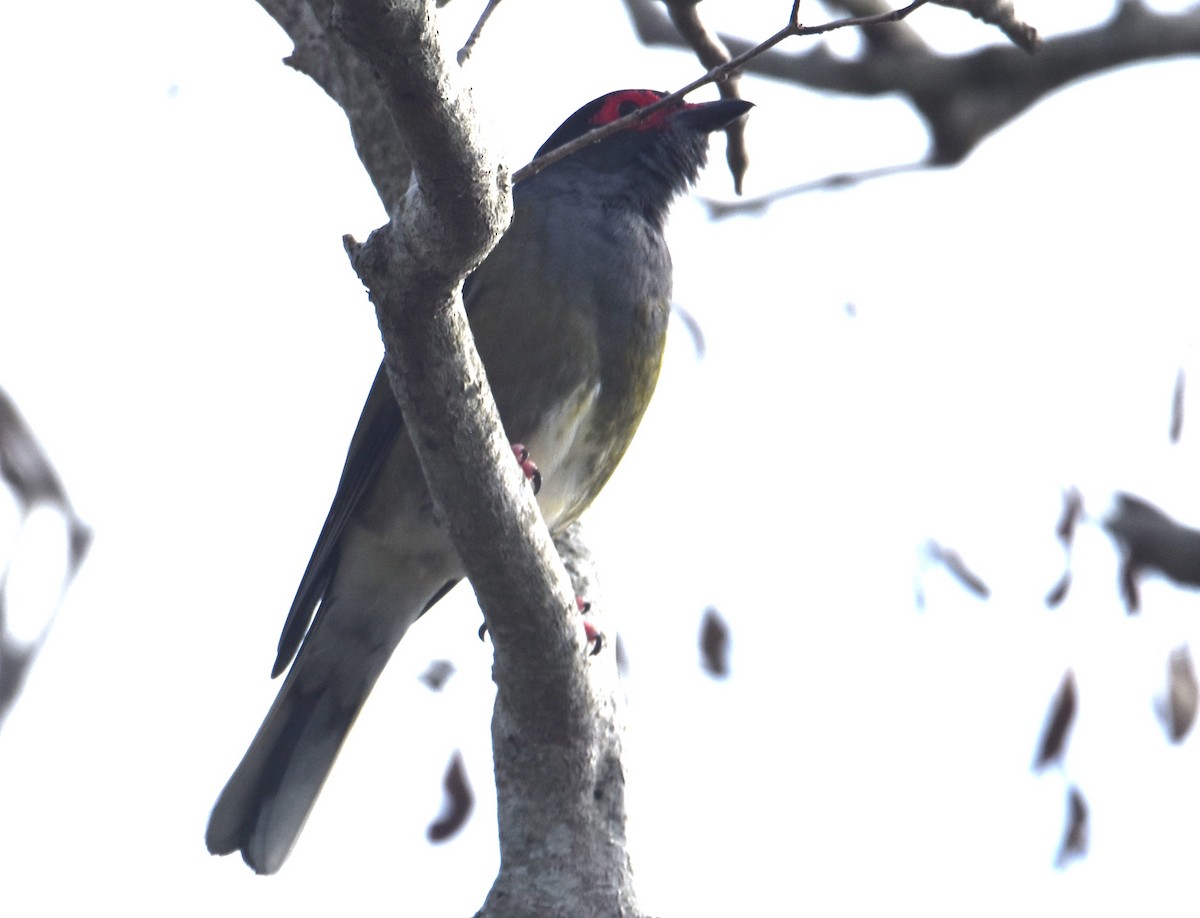 Australasian Figbird - ML642052822