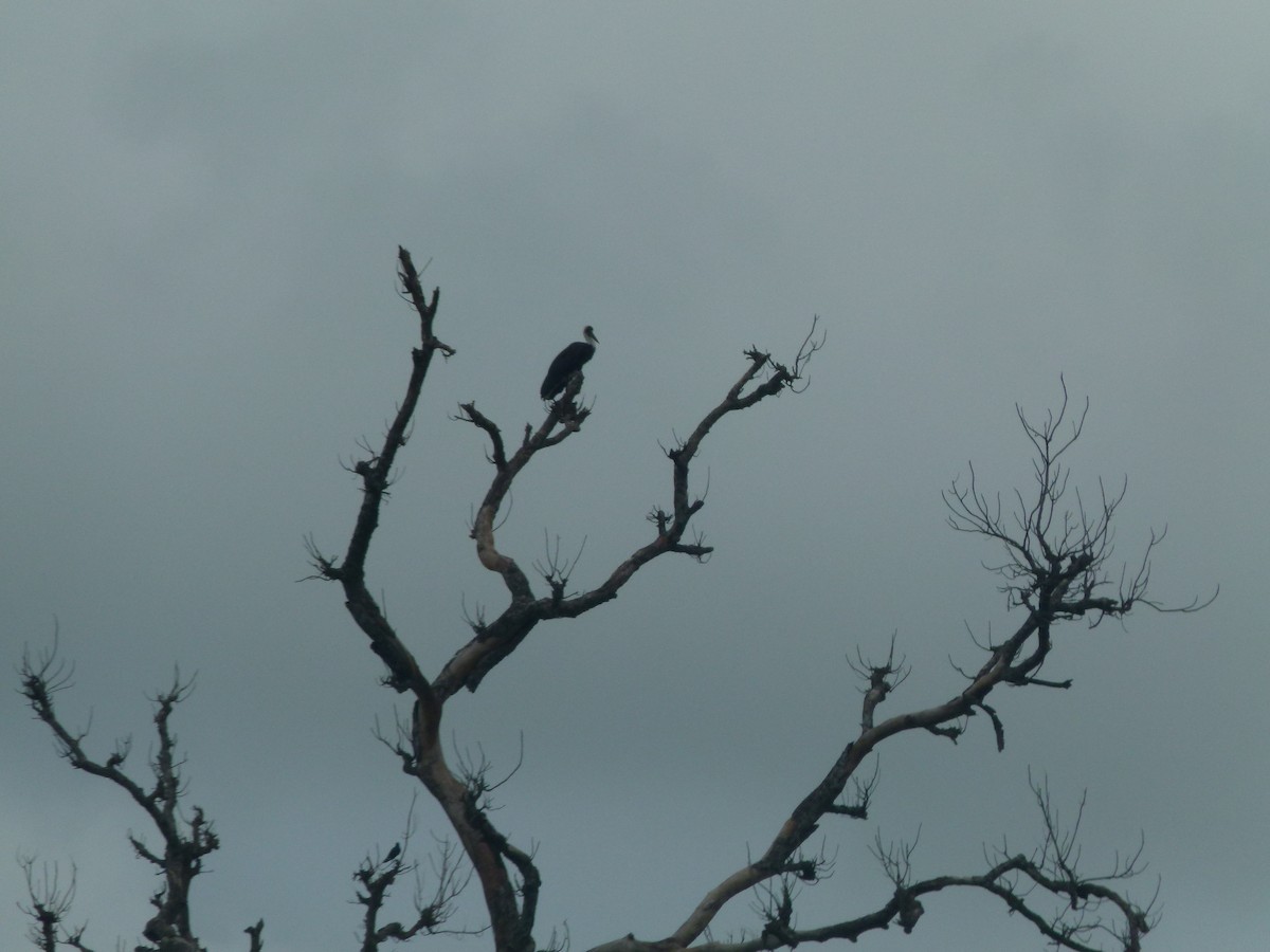 African Woolly-necked Stork - ML642052823