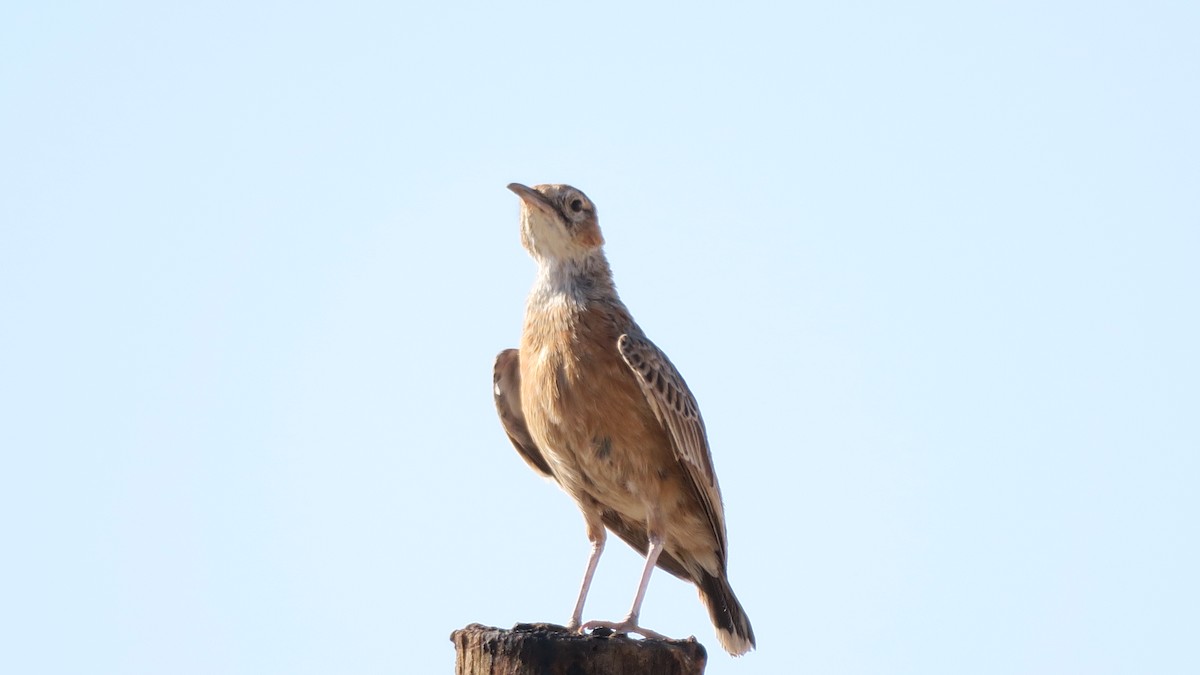 Spike-heeled Lark - ML642052825