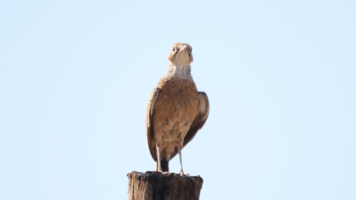 Spike-heeled Lark - ML642052826