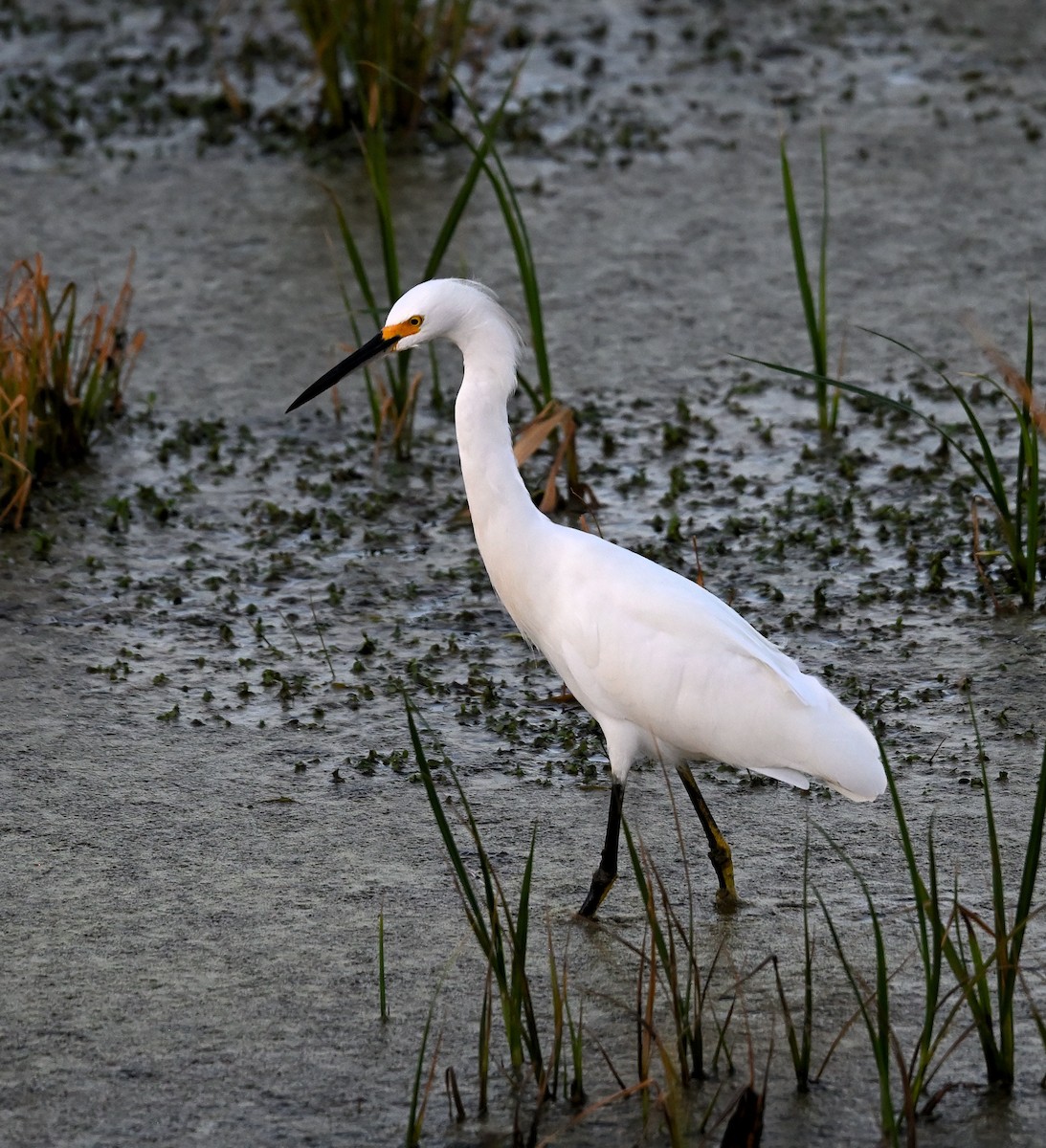 Snowy Egret - ML642052829