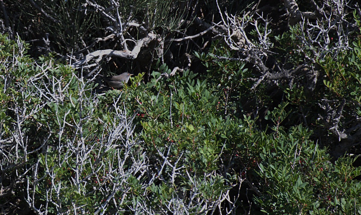 Txinbo balearra - ML642052834