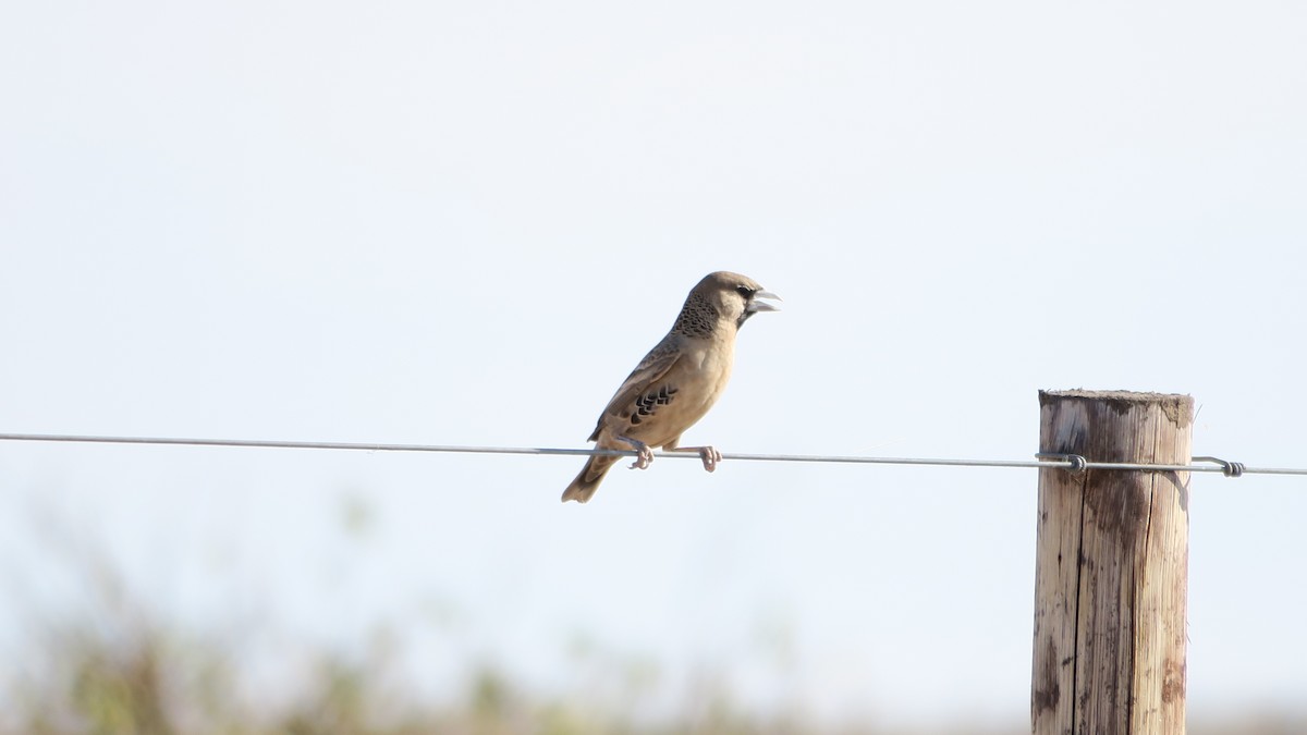 Sociable Weaver - ML642052837