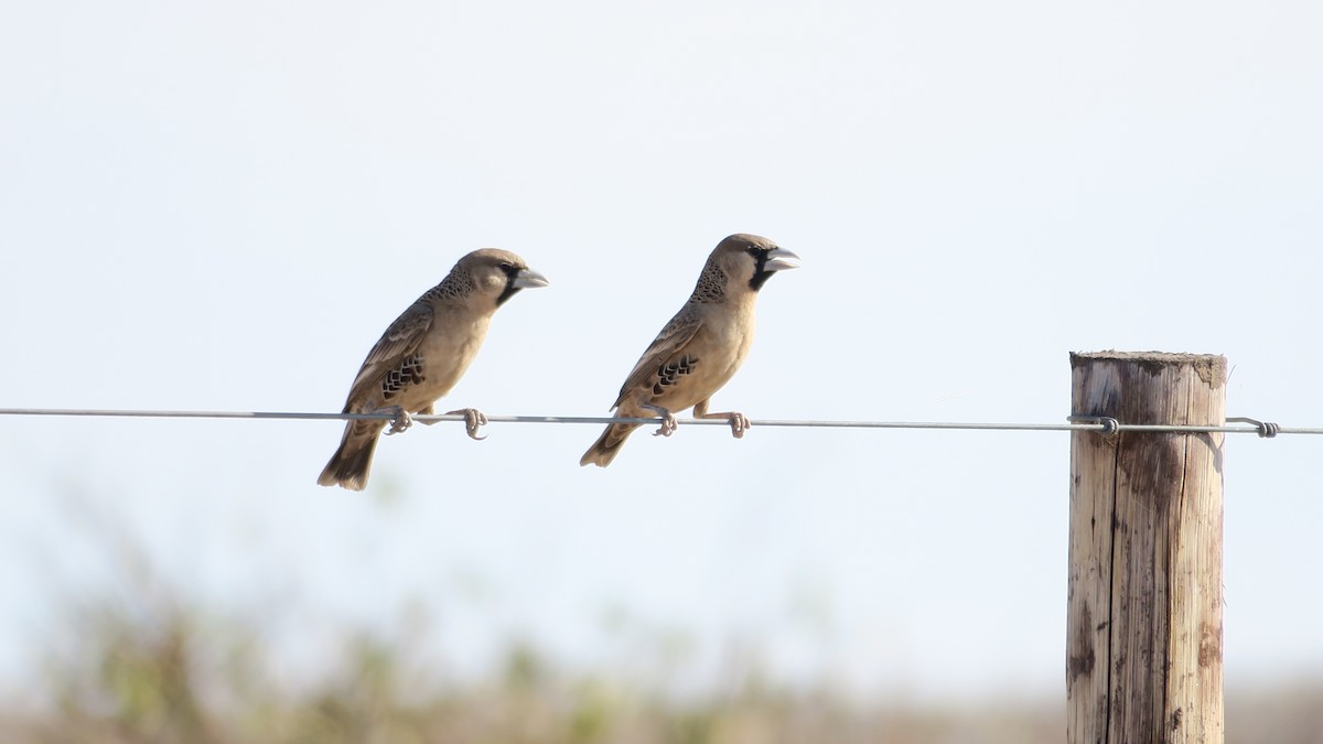 Sociable Weaver - ML642052838